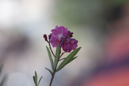 Colored flower with unfocused background