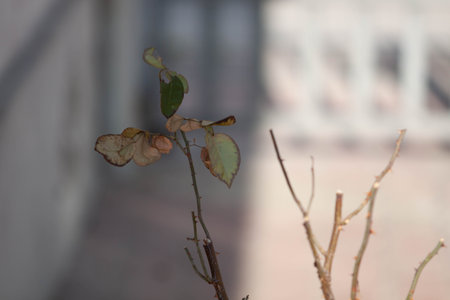 Countryside life shot outdoors in Abruzzoの写真素材