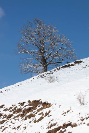 Tree on the snow during a sunny dayの写真素材