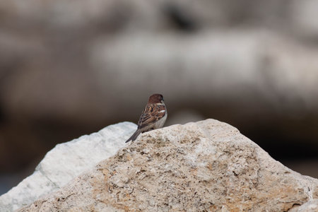 Little bird in the wildernessの写真素材