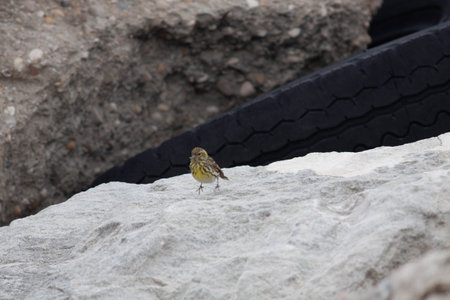 Little bird in the wildernessの写真素材