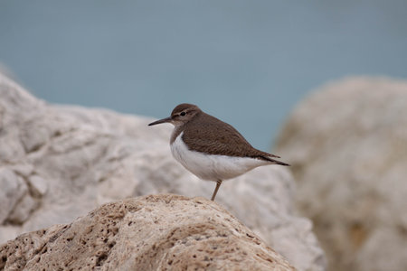 Little bird in the wildernessの写真素材