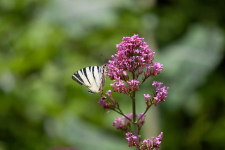 Pink flowers on a green backgroundの写真素材