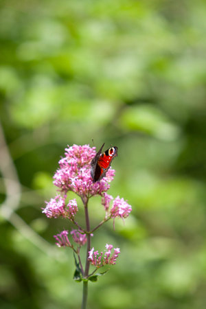 Pink flowers on a green backgroundの写真素材