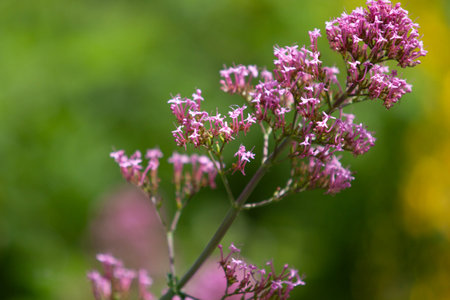 Pink flowers on a green background