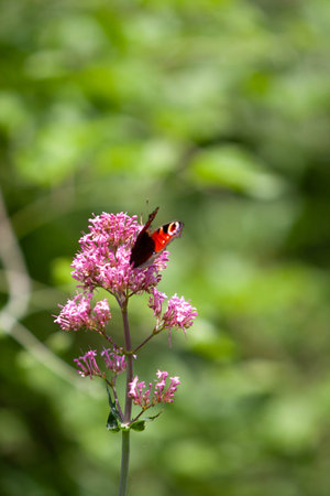 Pink flowers on a green backgroundの写真素材