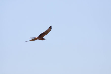 Bird flying in search for something to eatの写真素材