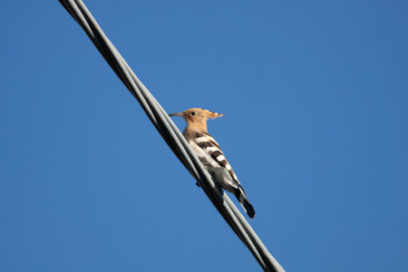 Bird in the sky shot during a sunny dayの写真素材