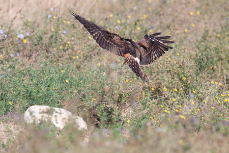 Bird flying in search for something to eatの写真素材