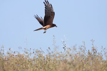 Bird flying in search for something to eatの写真素材