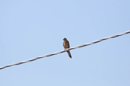 Bird in the sky shot during a sunny dayの写真素材
