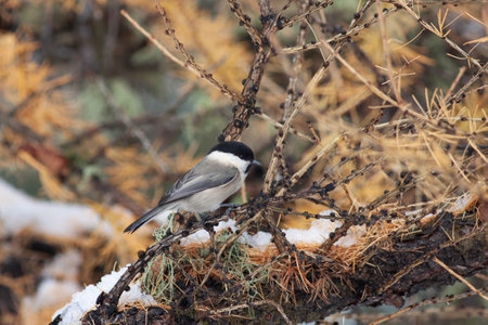 Bird on a branch in a snowy landscapeの写真素材