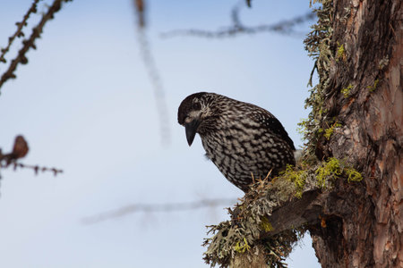 Bird in the wilderness with unfocused backgroundの写真素材
