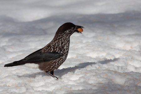 Bird in the wilderness with unfocused backgroundの写真素材