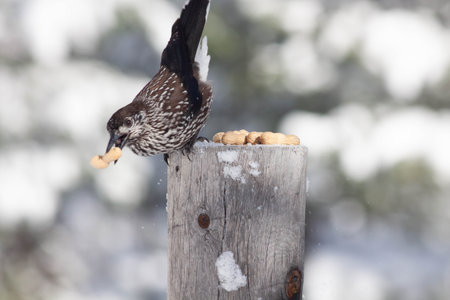 Bird in the wilderness with unfocused background
