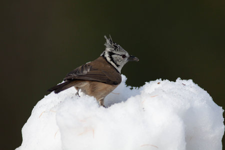 Bird in the wilderness with unfocused backgroundの写真素材
