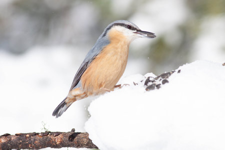 Bird in the wilderness with unfocused backgroundの写真素材