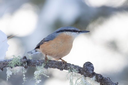 Bird in the wilderness with unfocused backgroundの写真素材