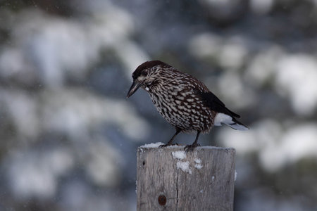 Bird in the wilderness with unfocused backgroundの写真素材