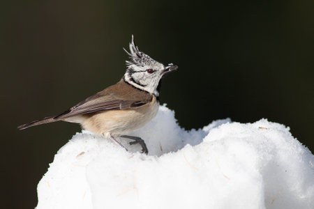 Bird in the wilderness with unfocused backgroundの写真素材