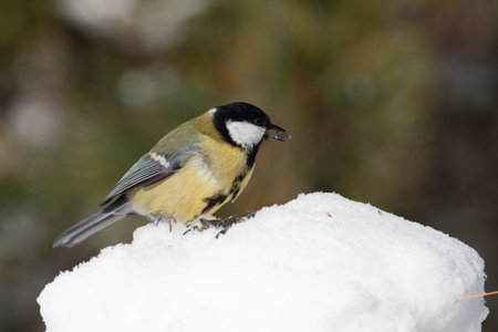 Bird in the wilderness with unfocused backgroundの写真素材