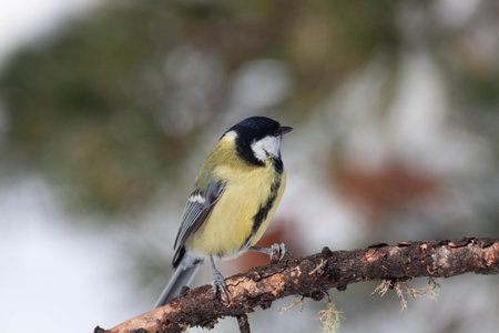 Bird in the wilderness with unfocused backgroundの写真素材