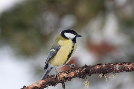 Bird in the wilderness with unfocused backgroundの写真素材