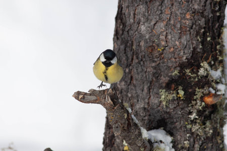 Bird in the wilderness with unfocused backgroundの写真素材
