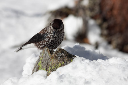 Bird in the wilderness with unfocused backgroundの写真素材