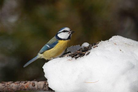 Bird in the wilderness with unfocused backgroundの写真素材