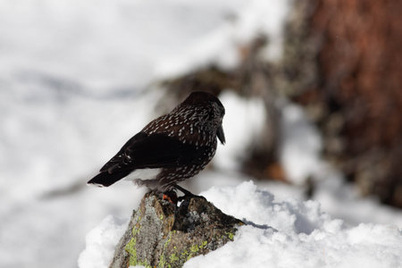 Bird in the wilderness with unfocused backgroundの写真素材