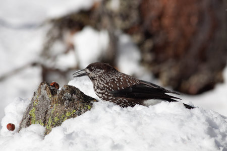 Bird in the wilderness with unfocused backgroundの写真素材