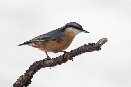 Bird in the wilderness with unfocused backgroundの写真素材