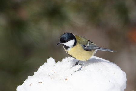 Bird in the wilderness with unfocused backgroundの写真素材