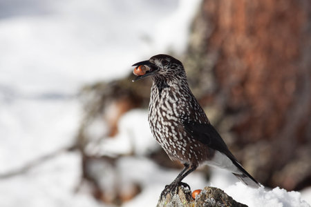 Bird in the wilderness with unfocused backgroundの写真素材
