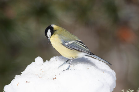 Bird in the wilderness with unfocused backgroundの写真素材