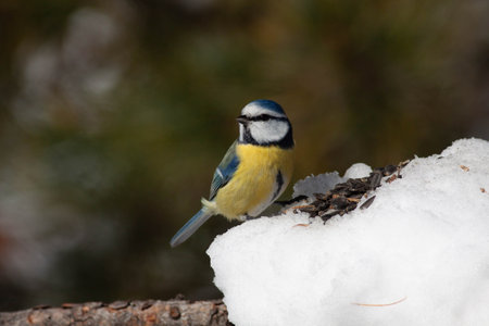 Bird in the wilderness with unfocused backgroundの写真素材