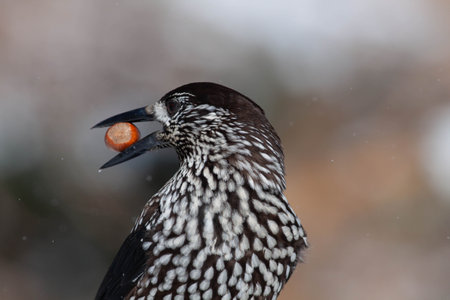 Bird in the wilderness with unfocused backgroundの写真素材