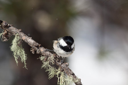 Bird in the wilderness with unfocused backgroundの写真素材