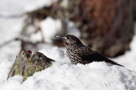 Bird in the wilderness with unfocused backgroundの写真素材