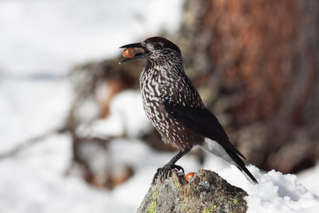 Bird in the wilderness with unfocused backgroundの写真素材
