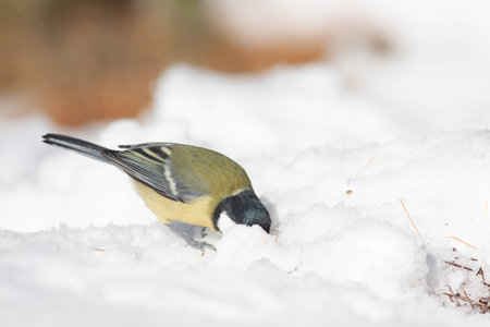 Bird in the wilderness with unfocused backgroundの写真素材