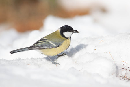 Bird in the wilderness with unfocused backgroundの写真素材