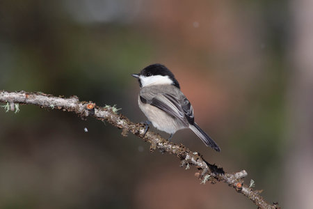 Bird in the wilderness with unfocused backgroundの写真素材
