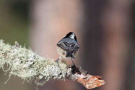 Bird in the wilderness with unfocused backgroundの写真素材