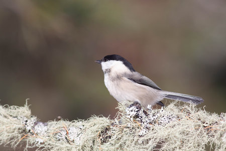 Bird in the wilderness with unfocused backgroundの写真素材