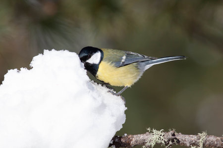 Bird in the wilderness with unfocused backgroundの写真素材
