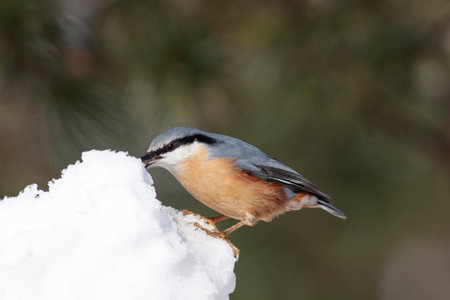Bird in the wilderness with unfocused backgroundの写真素材