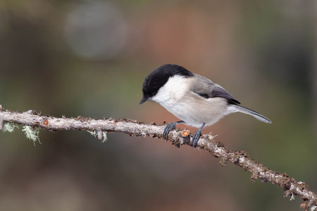 Bird in the wilderness with unfocused backgroundの写真素材