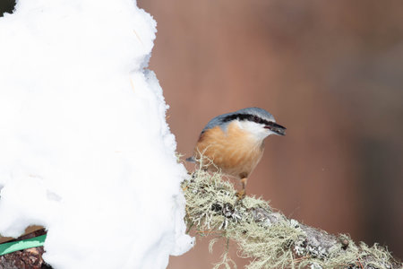 Bird in the wilderness with unfocused backgroundの写真素材